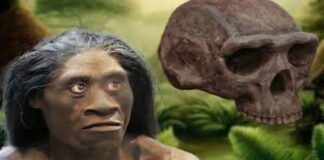 İklim Değişikliği, Homo Floresiensis ve Cüce Fillere Ne Zaman Son Verdi?