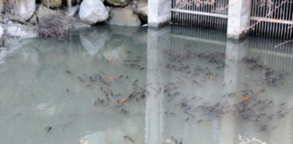 Ceyhan Nehri’nde Balık Ölümleri: Kirlilik Sorunu Artıyor