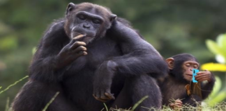 Bonoboların Zihin Teorisi Yeteneği: İnsanların ‘Cahilliğini’ Anlayabilme Becerisi