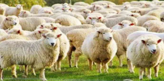 Aşıklı Höyük’te Koyunların Evcilleştirilmesi: 11 Bin Yıl Önceki Tarih