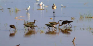 Reyhanlı Baraj Gölü, Türkiye’nin Yeni Kuş Cenneti Olma Yolunda