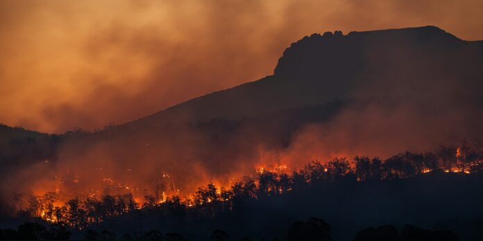 silhouette of trees during sunset
