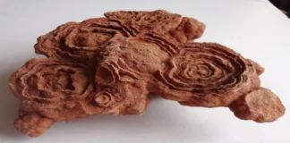 Patagonya’da Milyarlarca Yıl Önce Bakteriler Tarafından Oluşturulan “Canlı Kayalar” Keşfedildi