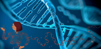 Konuşma Yeteneğimizin Sırrı: Nova1 Geninin Rolü