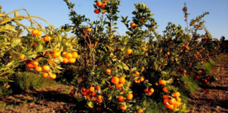 Mersin Tarımı ve İklim Krizi: Gelecek İçin Alınması Gereken Önlemler