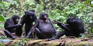 Bonobo Dişilerinin Dayanışması: Güç Birliği ile Kontrol Sağlamak