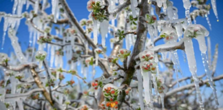 Tarımda Alarm Zilleri: TZOB’dan Hükümete Çağrı ve ‘Çiftçi Kalmayacak’ Uyarısı
