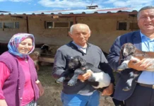 Küçükbaş Desteğinde Sert Daralma: Muhalefet Yeni Projenin Sektörü Ayağa Kaldıramayacağını Savunuyor