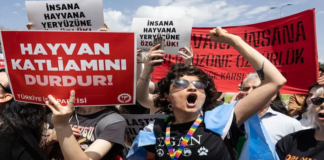 Hayvanları Koruma Yasası ve Vicdanları Yaralayan Karar