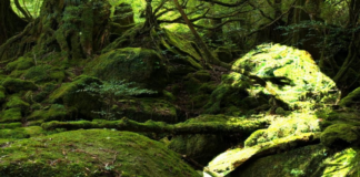 Karl Marx Yeniden Doğuyor: Ekososyalistler İçin Yeni Bir Kılavuz mu?