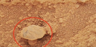 NASA’nın Mars’taki “Mantar” Gizemi: Gerçekten Yaşam Belirtisi mi, Yoksa Sıradan Bir Jeolojik Şekil mi?