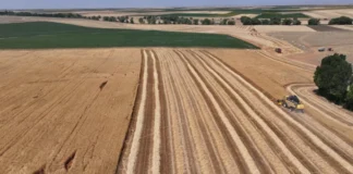 Konya Ovası’nda Kuraklık: Tahıl Ambarında Verim Kaybı Derinleşiyor