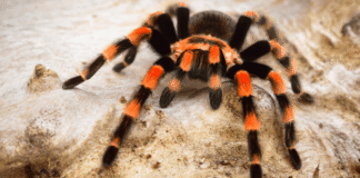 Örümceklerin Atası Denizde Yaşadı: 500 Milyon Yıllık Fosil, Evrimsel Tarihi Yeniden Yazıyor