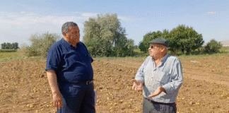 Patates Tarlada Çürüyor: Üretici Yoksullaşıyor, Tarım Çöküyor