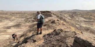 Evrim Araştırmalarında Yeni Bulgular: Fosiller İnsanlığın Bilinmeyen Bir Atasına İşaret Ediyor