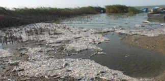 Manyas Gölü’nde Şok Edici Balık Ölümleri