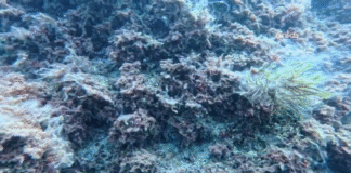 Prof. Dr. Mustafa Sarı: “Marmara Denizi Ağır Yaralı, Artık İşin Şakası Kalmadı”