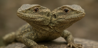 125 Milyon Yıllık “İki Başlı” Fosil: Bilimin Alışılmış Sınırlarını Zorlayan Keşif