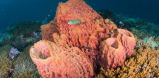 Evrimin Sessiz Tanığı: Dünya’daki İlk Hayvan Deniz Süngeri Çıktı