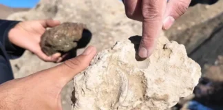 Bingöl’de 50 Milyon Yıllık Deniz Canlısı Fosilleri Bulundu