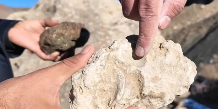 bingolde-deniz-mi-vardi-50-milyon-yillik-deniz-canlisi-fosilleri-bulundu-gkp8