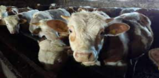 İthal Et Çarkı: Aynı Şirket, Aynı İsimler, Aynı Tezgâh