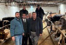 Şap Ve Buzağı Ölümleri Hayvancılığı İthalata Kilitliyor