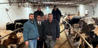 Şap Ve Buzağı Ölümleri Hayvancılığı İthalata Kilitliyor