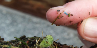 Kırsal Ormanlar Da Güvende Değil: Mikroplastik Yükü Şehir Merkezlerini Aştı