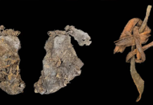 12 Bin 400 Yıllık Dikiş, İnsanlığın Giyinme Tarihini Geriye Çekiyor