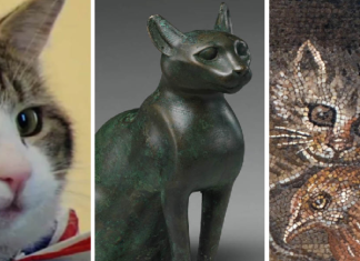 Kediler: Tahıl Ambarlarından İktidar Koridorlarına Uzanan 10 Bin Yıllık Sessiz Ortaklık