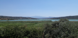 Sulak Alanlar Yok Olurken Biyolojik Çeşitlilikle Birlikte Gelecek De Kuruyor