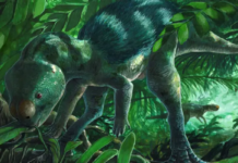 Tavuk Büyüklüğündeki Dinozor Keşfi Evrim Anlatısını Sarsıyor