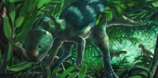 Tavuk Büyüklüğündeki Dinozor Keşfi Evrim Anlatısını Sarsıyor