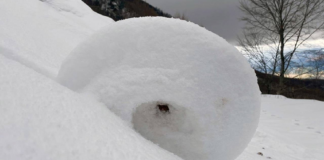 Amasya Yaylalarında Ortaya Çıkan Nadir Kar Ruloları