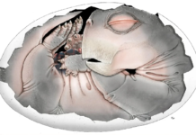 Fosil Konuştu: Memelilerin Kökeninde Yumurtlayan Bir Geçmiş Var