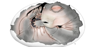 Fosil Konuştu: Memelilerin Kökeninde Yumurtlayan Bir Geçmiş Var