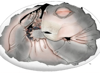 Fosil Konuştu: Memelilerin Kökeninde Yumurtlayan Bir Geçmiş Var