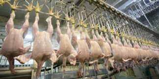 Tavuk Fiyatları Düşerken Beyaz Et Sektörüne Operasyon Tartışması