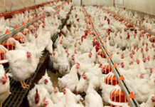 Kayyumun Kanatları Bu Kez Tavuk Çiftliklerine Açıldı