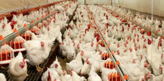 Kayyumun Kanatları Bu Kez Tavuk Çiftliklerine Açıldı
