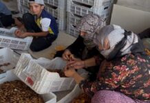 Kayısıda Derinleşen Kriz Üreticiyi, İşçiyi Ve Kırsalı Aynı Anda Vuruyor