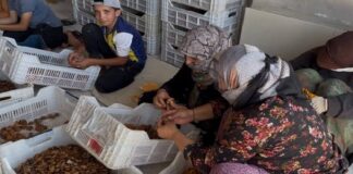 Kayısıda Derinleşen Kriz Üreticiyi, İşçiyi Ve Kırsalı Aynı Anda Vuruyor